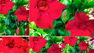 Beautiful Mandevilla sanderi flowers  The Brazilian jasmine 🌸2024 [upl. by Arrik]