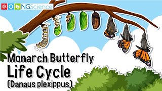 Monarch Butterfly Life Cycle Danaus plexippus [upl. by Melisent]