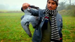 Bird Hunting with Air Gun  Hunting Pigeon Doves and Green pigeon in Pakistan GREAT SHOTS ONLY [upl. by Worlock]