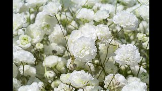 Gypsophila  Process of Planting Growing and Harvesting [upl. by Francene]