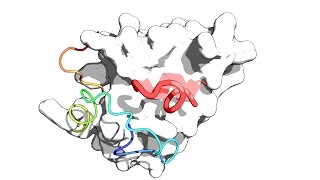 Proteinpeptide molecular docking with largescale conformational changes the p53MDM2 interaction [upl. by Ahtelat688]