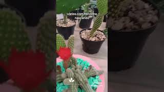 Cactos florindo🌵🌼 plantas suculentaslove amorporplantas [upl. by Koenraad]