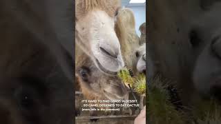 Camel is the best animal to eat thorny plant [upl. by Elset]