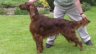 Dog Breed Video Irish Setter [upl. by Norha]