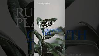 Rubber Plant Care Made Easy 🌿✨ 5 Essential Tips for Growth by Focus New York [upl. by Jessika888]