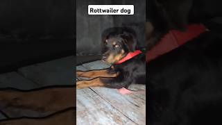 A rottwailer dogrotwelier rottwelier rottweiler attitude dogshorts viedoshort likee subcribe [upl. by Griggs620]