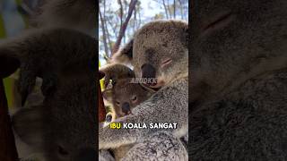 1bu Koala Yang Suka Memeluk shorts [upl. by Ilatfan]