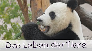 Das Leben der Tiere  Tierlieder für Kinder II Kinderlieder [upl. by Nana696]