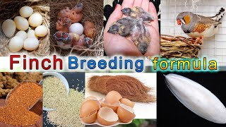 Finch Breeding Formula Finch Breeding tips فنچ بریڈنگ فارمولا [upl. by Esorbma]