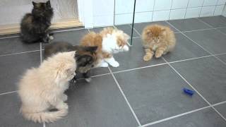 Persian kittens playing with bug [upl. by Codel794]