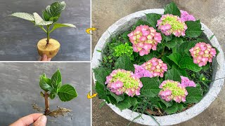 Hydrangeas combined with potatoes will make flower propagation simpler than ever [upl. by Ancalin]