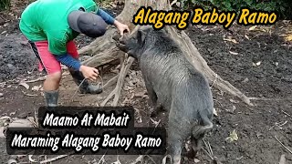 Ang Daming Alagang Baboy Ramo  Maamo At Mabait  Wild Pig Backyard Piggery [upl. by Leoni]