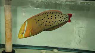 Formosa Wrasse 299 [upl. by Gaeta]