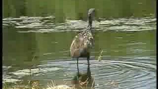 Limpkin feeding amp calling Aramus guarauna Florida [upl. by Gnaig195]