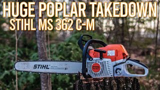 How to Cut Down a Large Poplar Tree  Stihl MS 362 CM [upl. by Nybor511]