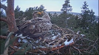 20180213 MerikotkasMale amp Female visit the nest1723 [upl. by Ravilob]