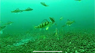 NEW UNDERWATER LAKE SIMCOE FEB 14 2024 [upl. by Yrellam670]