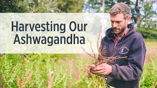 Ashwagandha Root  Growing amp Harvesting on Our Farm  Ayurvedic Herbs [upl. by Akinat]