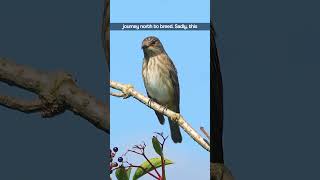 The Spotted Flycatchers Highpitched Call  Bird Sounds shorts [upl. by Hodess]