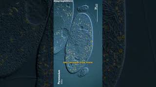 Paramecium O protozoário super rápido e ágil microorganismos microbiologia curiosidades [upl. by Syah]