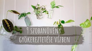 9 féle szobanövény gyökereztetés vízben [upl. by Assillim181]