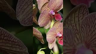 orchids flowers plants nature garden orchidworld orchidbeauty flowershow [upl. by Oinimreh761]