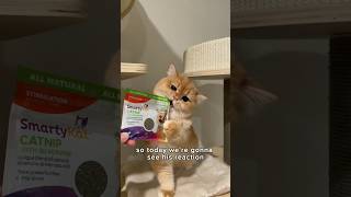 Chickyn Lil 🐱 vs CATNIP britishshorthair [upl. by Armin]