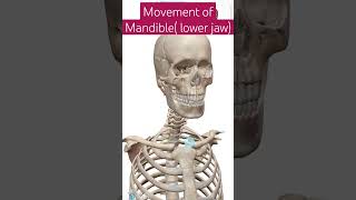 MOVEMENT OF MANDIBLE  LOWER JAW  viral shortsfeed youtubeshorts medicalanimations [upl. by Virgy]