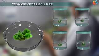 Tissue Culture [upl. by Sera]