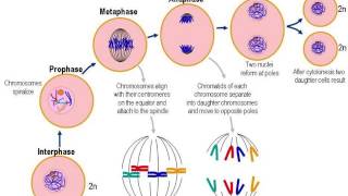 Cellular Reproduction [upl. by Reace]