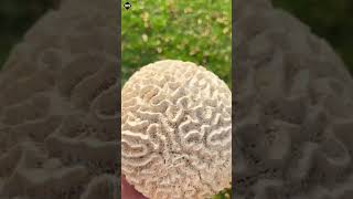 Brain Coral 🪸 help make you millionaire [upl. by Jobina]