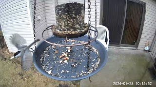 20240128  Multiple Blackcapped Chickadees doing their usual peanut grab and go [upl. by Arodoeht326]