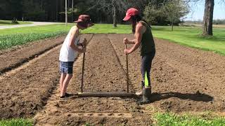 How to quickly and easily plant a large garden Dibbler in action at Hutchings Farm [upl. by Nylirahs]