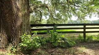 Live Oak Native Florida forests treeoflife 🌳 treeplantation farmlife Spanish moss [upl. by Bourgeois240]