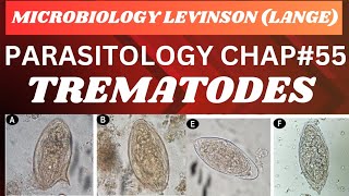 Trematodes Flukes Parasitology Microbiology complete lecture mbbs microbiology [upl. by Mcgraw]