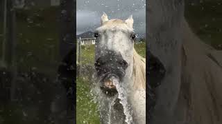 memes horse horseshow stallion edit action лошади лошади how horsestance lovehorse [upl. by Gustafson]