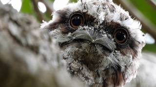 Family of Frogmouths [upl. by Kremer]