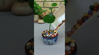 Flower plants in plate put in home so beautiful garden flowers garden flower diy [upl. by Gilmour333]