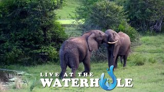 Elephants Dustbathing  Live At The Waterhole [upl. by Hawken533]