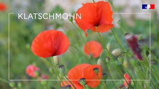 Klatschmohn Vorsicht vor Vergiftungen bei kontaminiertem Heu [upl. by Fiertz518]