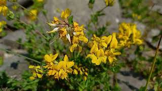 Greater Birdsfoot Trefoil A Visual Feast for Nature Lovers [upl. by Manson]