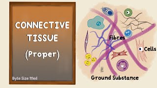 Connective Tissue  Connective Tissue Proper  Body Tissues  Human Histology [upl. by Flavius]