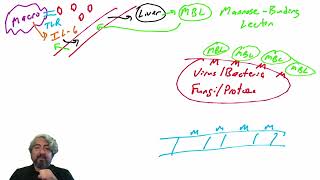 Lectin pathway of complement activation [upl. by Salangia159]