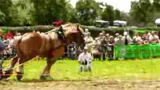 Belgium draft horse pulling [upl. by Lovel]