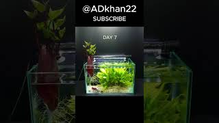 Growing Sweet Potato in Fish Tank WATCH how it GROWS [upl. by Alvera]