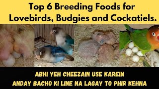 Top 6 Breeding Foods for Lovebird Budgies and Cockatiel natural breeding formula how to breed egg [upl. by Lynelle463]