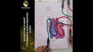 The circulatory system plays a vital role in supplying O2 nutrients and removing CO2 from the body [upl. by Deelaw]