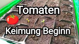 Tomaten 🍅 Keimung Beginn [upl. by Naashom]