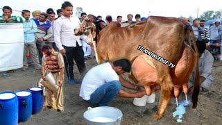 Cow Milk Competition 73 Kg Milk Record Sheikupura cow farming farmer dairyfarm milking buffalo [upl. by Larson]