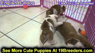 English Bulldog Puppies Dogs For Sale In Newark New Jersey NJ 19Breeders Paterson Edison [upl. by Daberath]